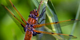 Dragon Fly_8426.jpg