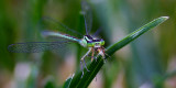 Damsel Fly with lunch_96xx.jpg