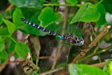 Dragonfly_1242.jpg