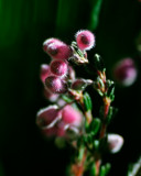 Flowers_4210.jpg
