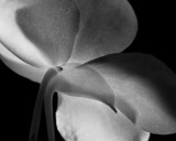 Flower_0986.jpg