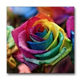 Rose with rainbow colours