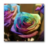 Roses with the colours of the rainbow.