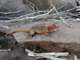 Lava Lizard.JPG