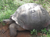Galapagos Tortoise_2.JPG