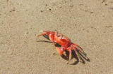 Ghost Crab_2.JPG