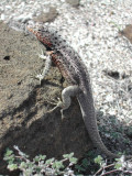 Lava Lizard.JPG