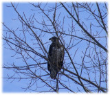 Immature bald eagle