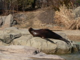 Sunning seal