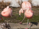 Blank Park zoo