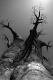 Baobab_BW