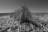 Harvested_JLB6427.jpg