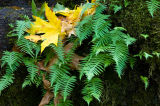 Maple Leaf and Fern