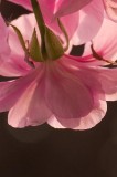 Geranium