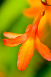 Crocosmia