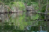 Mangrove Reflected I, Black River