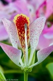 Bauhinia Poor Mans Orchid