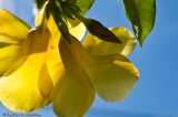 Allamanda, Long Mountain