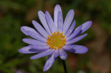 Aster of some sort?