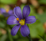 another unknown flower 3mm (blueyed grass?)