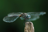 dragon fly