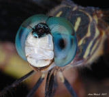 dragonfly portrait