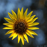 sunflower1