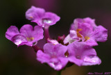 purple lantana