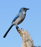 Western Scrub Jay