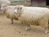 六甲山牧場 - 羊羊