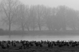 wild geese.jpg