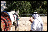  On the Mount of Olives