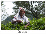 Tea picking