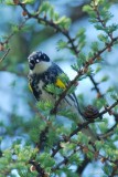 Paruline  croupion jaune (Myrtle warbler)
