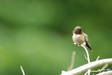 Colibri  gorge rubis (Hummingbird), Eastman