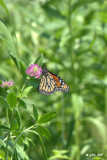 Papillon Monarque (Monarch butterfly) 