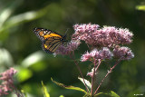 Papillon Monarque (Monarch butterfly)