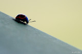 Chrysomle de lasclpiade (Swamp Milkweed Leaf Beetle)