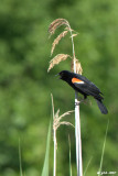 Carouge  paulettes (Red-winged blackbird)