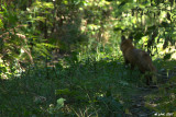 Renard Roux (Red fox), Mont-Royal