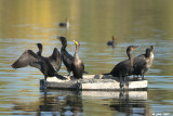 Cormoran  aigrettes (Double-crested cormorant)