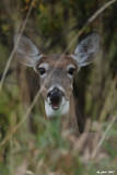 Cerf de Virginie (Whitetail deer)