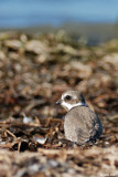 Pluvier semipalm juvnile (Semipalmated Plover)