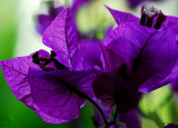 Violet Baugainvillea