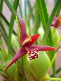 MAXILLARIA tenuifolia
