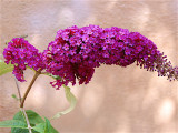 BUDDLEIA