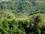 Shed in the jungle