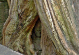 Face in a tree