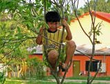 Boy in a tree