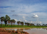 A row of trees